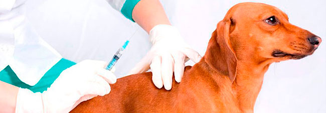 Vacunación e identificación de mascotas